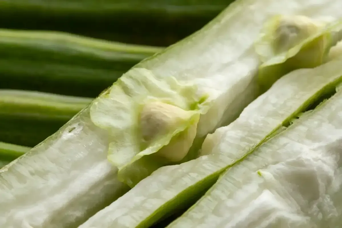 graines de moringa