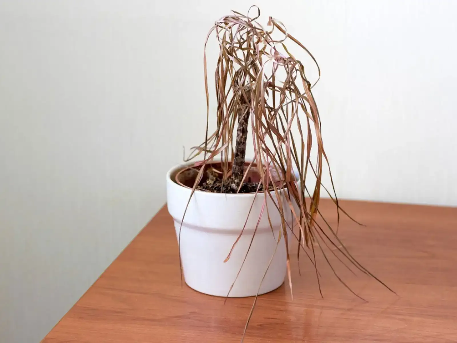 Plantes en déshydratation